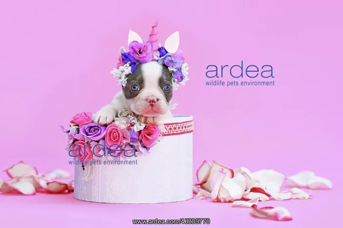: Blue pied French Bulldog dog puppy with unicorn : Blue pied French Bulldog dog puppy with unicorn