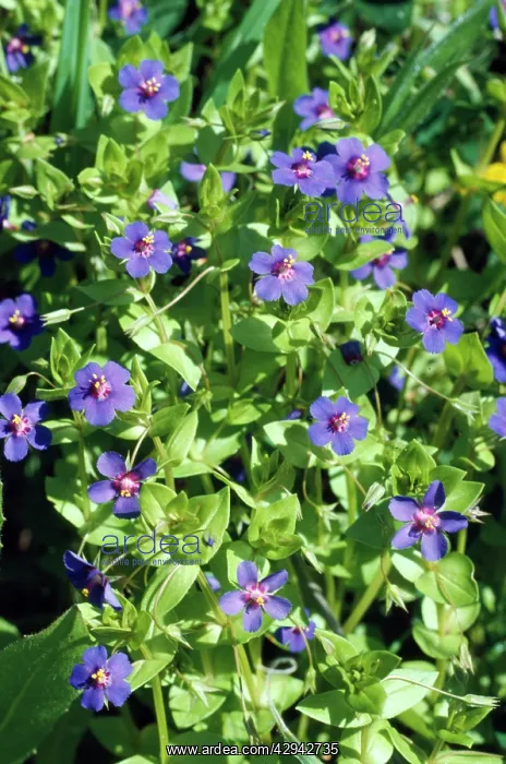 : Blue Pimpernel : Blue Pimpernel