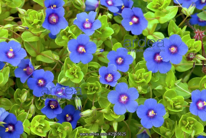 : Blue Pimpernel - in masses : Blue Pimpernel - in masses