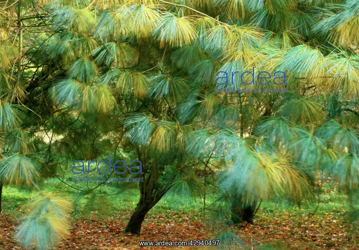 : Blue Pine / Himalayan White Pine Tree - sometimes : Blue Pine / Himalayan White Pine Tree - sometimes