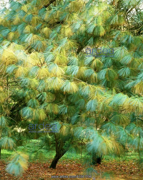 : Blue PINE / Himalayan White Pine tree - Sometimes : Blue PINE / Himalayan White Pine tree - Sometimes