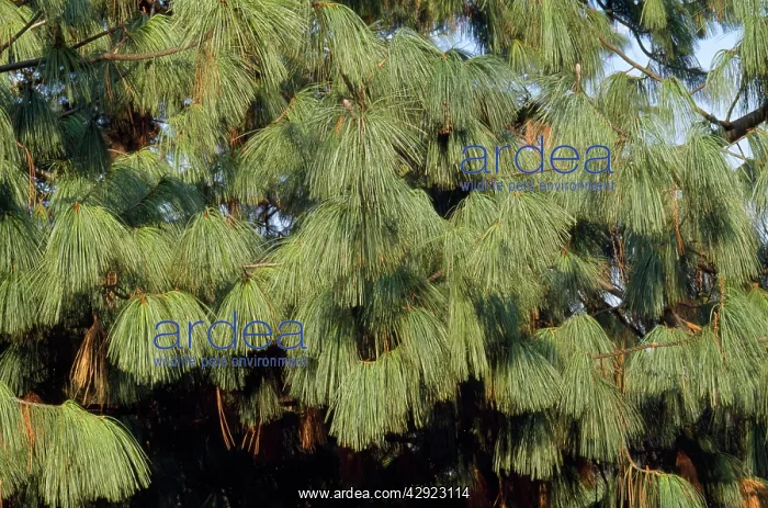 : Blue PINE / Himalayan White Pine tree - Close up of leaves : Blue PINE / Himalayan White Pine tree - Close up of leaves