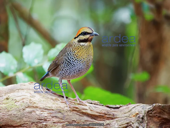: Blue Pitta female Hydrornis cyaneus Di Linh, Vietnam : Blue Pitta female Hydrornis cyaneus Di Linh, Vietnam