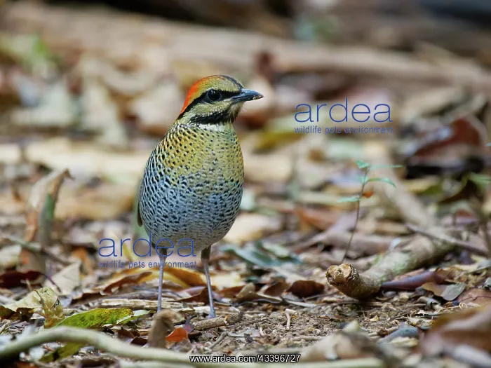  : Blue Pitta female Hydrornis cyaneus Di Linh, Vietnam