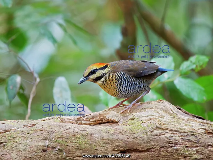 : Blue Pitta female Hydrornis cyaneus Di Linh, Vietnam : Blue Pitta female Hydrornis cyaneus Di Linh, Vietnam