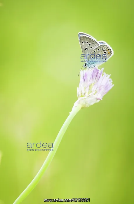 : Blue (Plebejus sp) on flower, Province of Arkhangai : Blue (Plebejus sp) on flower, Province of Arkhangai