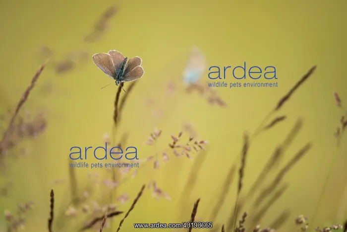 : Blue (Plebejus subsolanus) on grass, Province of : Blue (Plebejus subsolanus) on grass, Province of