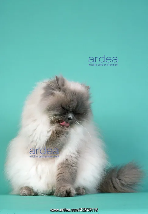  : Blue Point Persian Cat - licking poor
