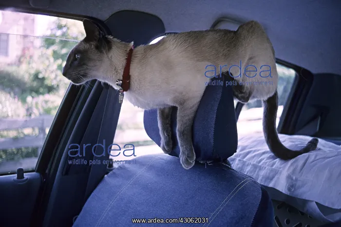 : Blue-point Siamese cat on a car headrest France : Blue-point Siamese cat on a car headrest France