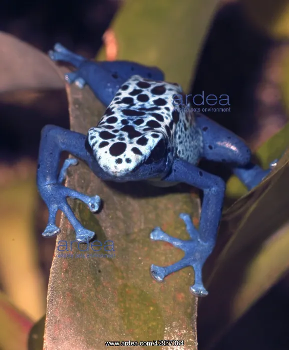 : Blue Poison Arrow / Dart Frog : Blue Poison Arrow / Dart Frog