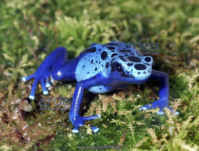 : Blue Poison Arrow / Dart Frog : Blue Poison Arrow / Dart Frog