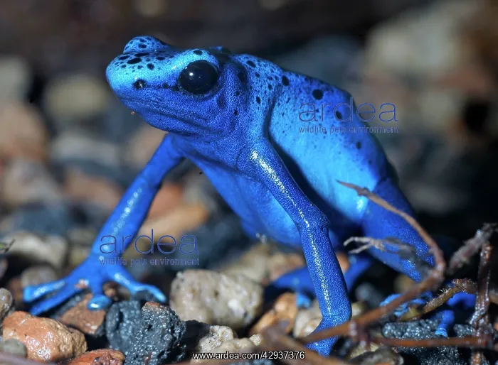 : Blue Poison Arrow / Dart Frog - South America : Blue Poison Arrow / Dart Frog - South America