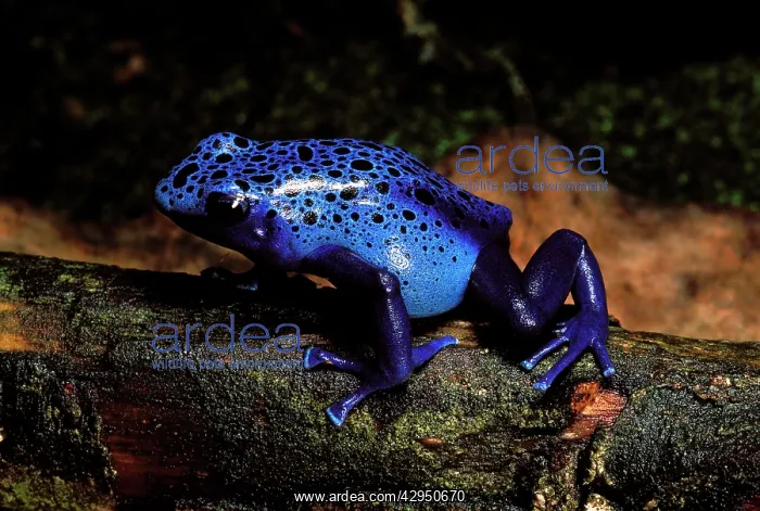  : Blue Poison Arrow  /  Poison Dart Frog