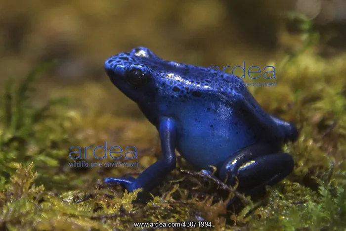 : Blue Poison Dart Frog : Blue Poison Dart Frog