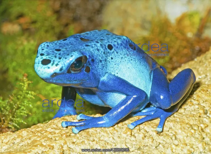 : Blue Poison Dart Frog : Blue Poison Dart Frog