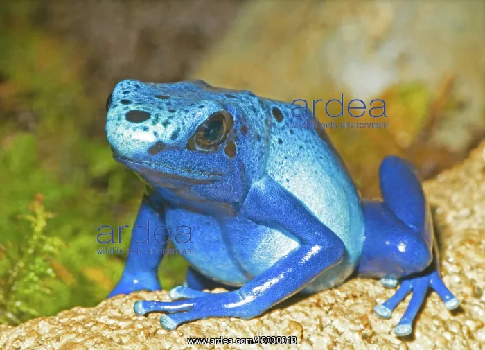 : Blue Poison Dart Frog : Blue Poison Dart Frog