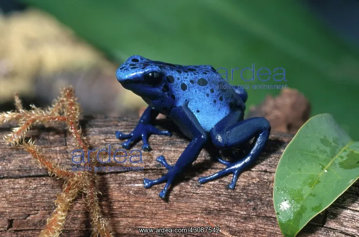 : Blue Poison Dart Frog : Blue Poison Dart Frog