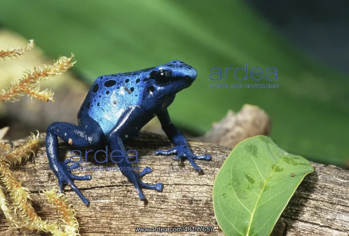 : Blue Poison Dart Frog : Blue Poison Dart Frog