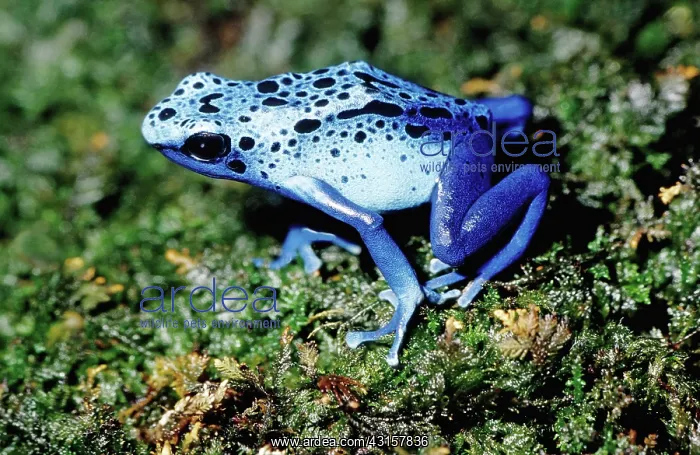 : Blue Poison Dart Frog : Blue Poison Dart Frog