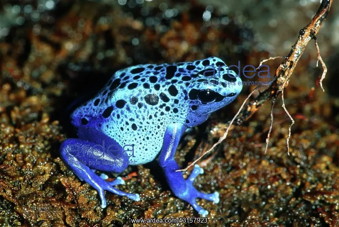 : Blue Poison Dart Frog : Blue Poison Dart Frog