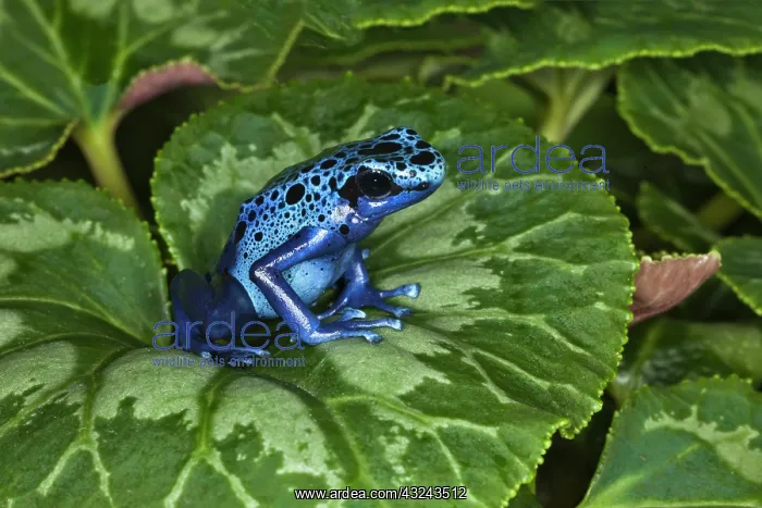 : Blue Poison Dart Frog aka Okopipi (Dendrobates : Blue Poison Dart Frog aka Okopipi (Dendrobates