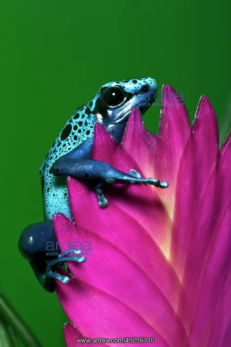 : Blue Poison Dart Frog aka Okopipi (Dendrobates : Blue Poison Dart Frog aka Okopipi (Dendrobates