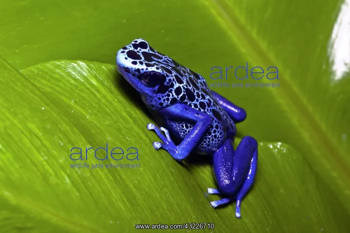: Blue Poison Dart Frog (Dendrobates azureus) : Blue Poison Dart Frog (Dendrobates azureus)