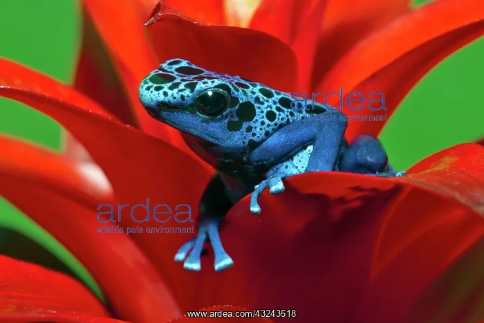 : Blue Poison Dart Frog (Dendrobates azureus) : Blue Poison Dart Frog (Dendrobates azureus)