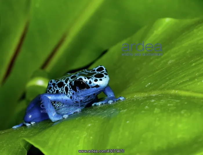 : Blue Poison Dart Frog (Dendrobates tinctorius) : Blue Poison Dart Frog (Dendrobates tinctorius)