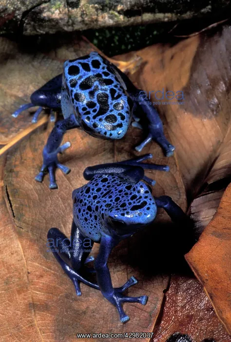 : Blue Poison Frog - Couple : Blue Poison Frog - Couple