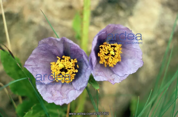 : Blue Poppy : Blue Poppy