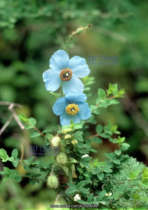  : BLUE POPPY