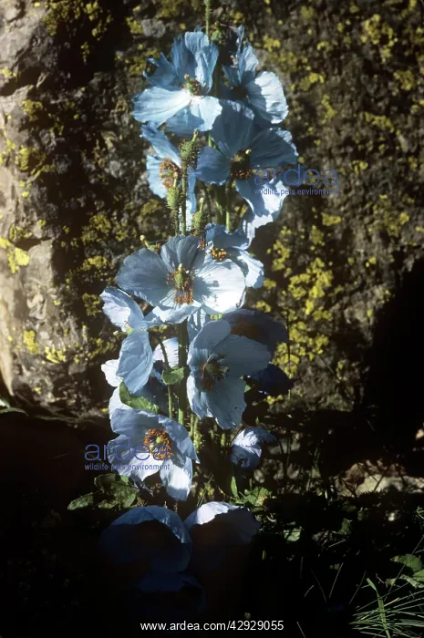 : Blue Poppy : Blue Poppy