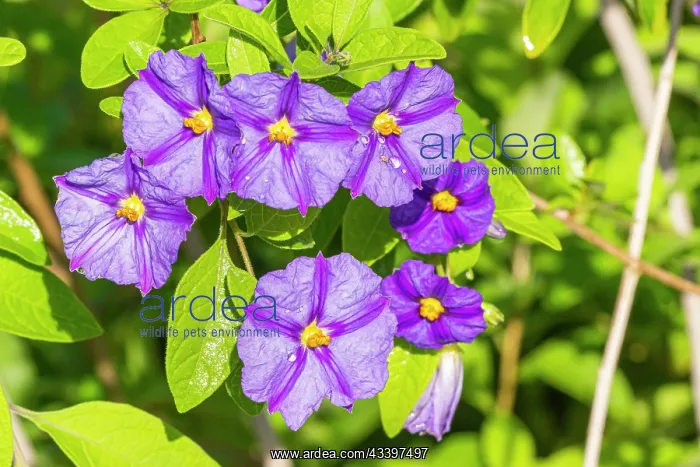 : Blue potato bush, Solanum rantonnetii Outre Mer, flowers : Blue potato bush, Solanum rantonnetii Outre Mer, flowers