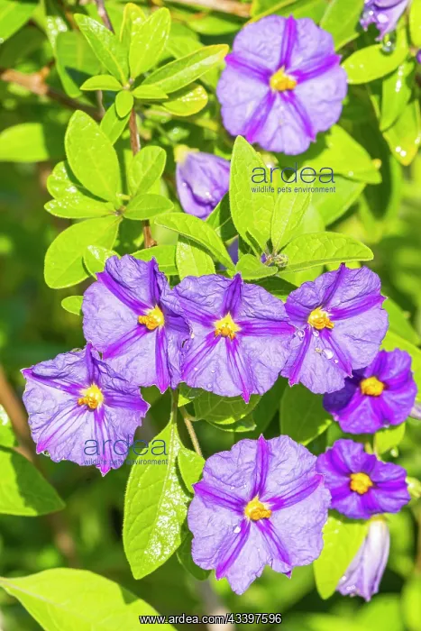 : Blue potato bush, Solanum rantonnetii Outre Mer, flowers : Blue potato bush, Solanum rantonnetii Outre Mer, flowers