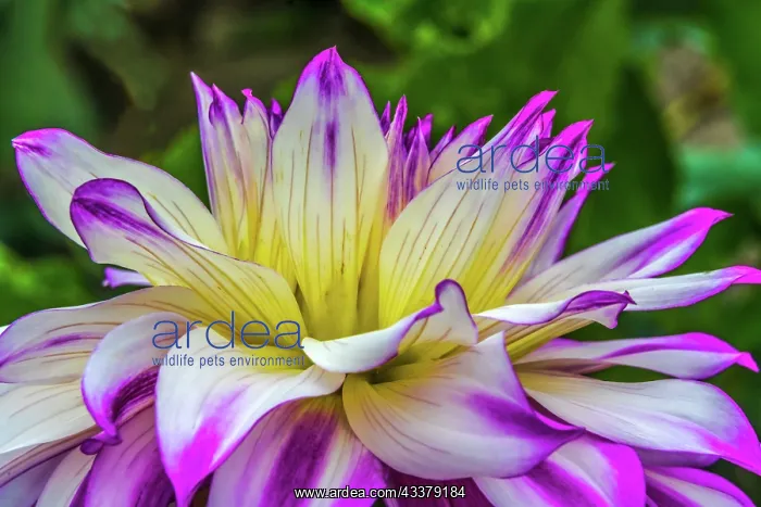 : Blue purple white Dinnerplate AA dahlia blooming : Blue purple white Dinnerplate AA dahlia blooming