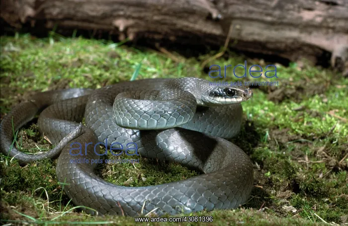  : Blue Racer