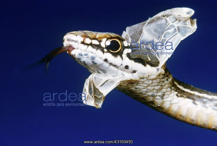 : Blue Racer shedding skin : Blue Racer shedding skin