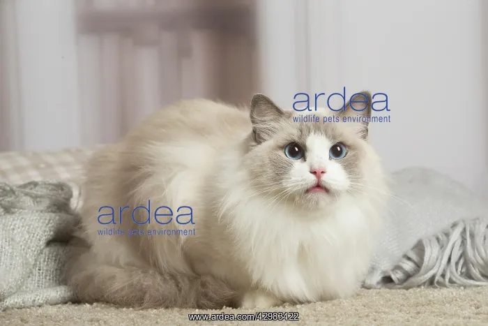 : Blue Ragdoll cat indoors : Blue Ragdoll cat indoors