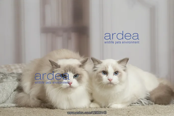 : Blue Ragdoll cat indoors : Blue Ragdoll cat indoors