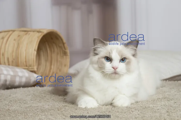 : Blue Ragdoll cat indoors : Blue Ragdoll cat indoors