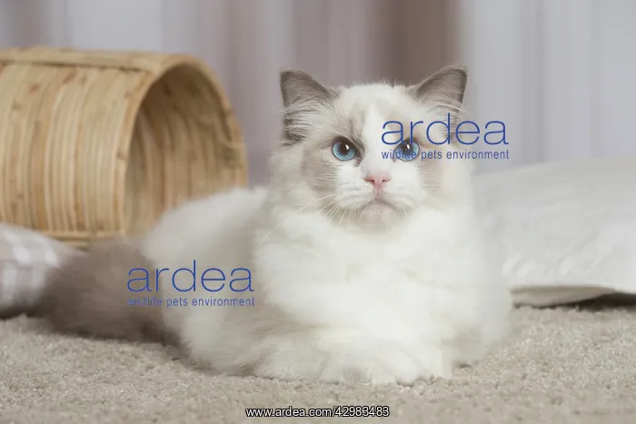 : Blue Ragdoll cat indoors : Blue Ragdoll cat indoors