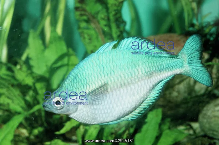 : Blue Rainbow Fish : Blue Rainbow Fish