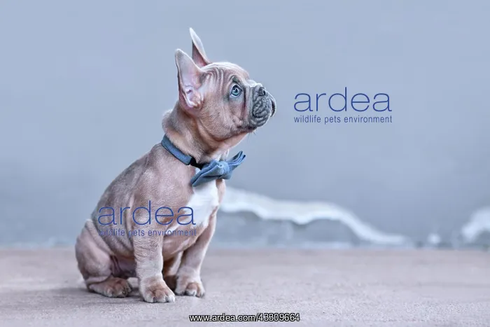 : Blue red fawn French Bulldog dog puppy with blue : Blue red fawn French Bulldog dog puppy with blue