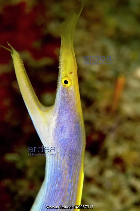 : Blue Ribbon Eel : Blue Ribbon Eel