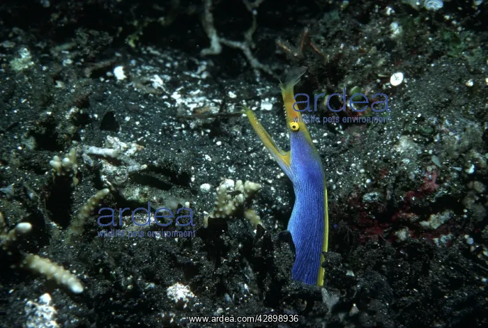: Blue Ribbon Eel - lives in sandy areas in the central : Blue Ribbon Eel - lives in sandy areas in the central