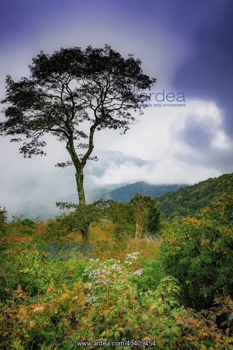 : Blue Ridge Parkway, Smoky Mountains, USA : Blue Ridge Parkway, Smoky Mountains, USA