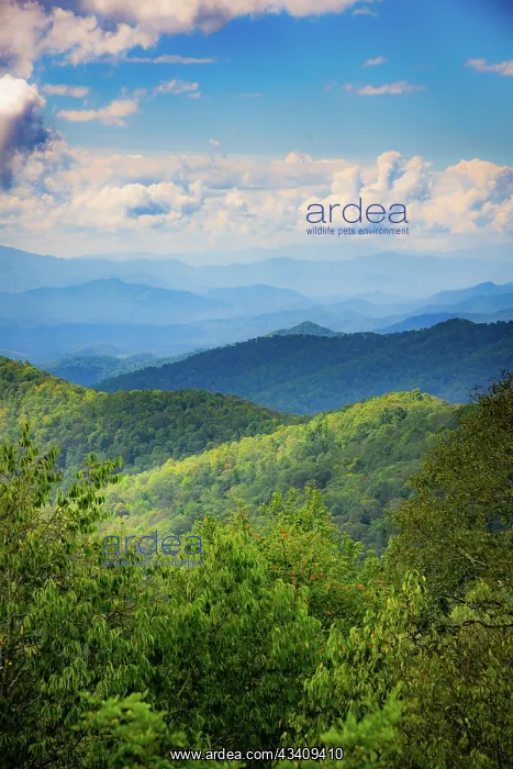 : Blue Ridge Parkway vista, Smoky Mountains, USA : Blue Ridge Parkway vista, Smoky Mountains, USA