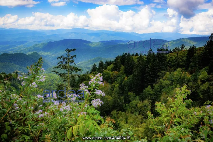 : Blue Ridge Parkway vista, Smoky Mountains, USA : Blue Ridge Parkway vista, Smoky Mountains, USA
