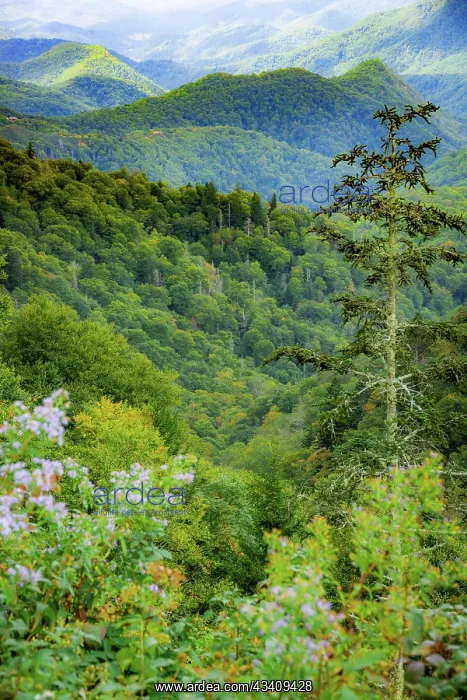 : Blue Ridge Parkway vista, Smoky Mountains, USA : Blue Ridge Parkway vista, Smoky Mountains, USA
